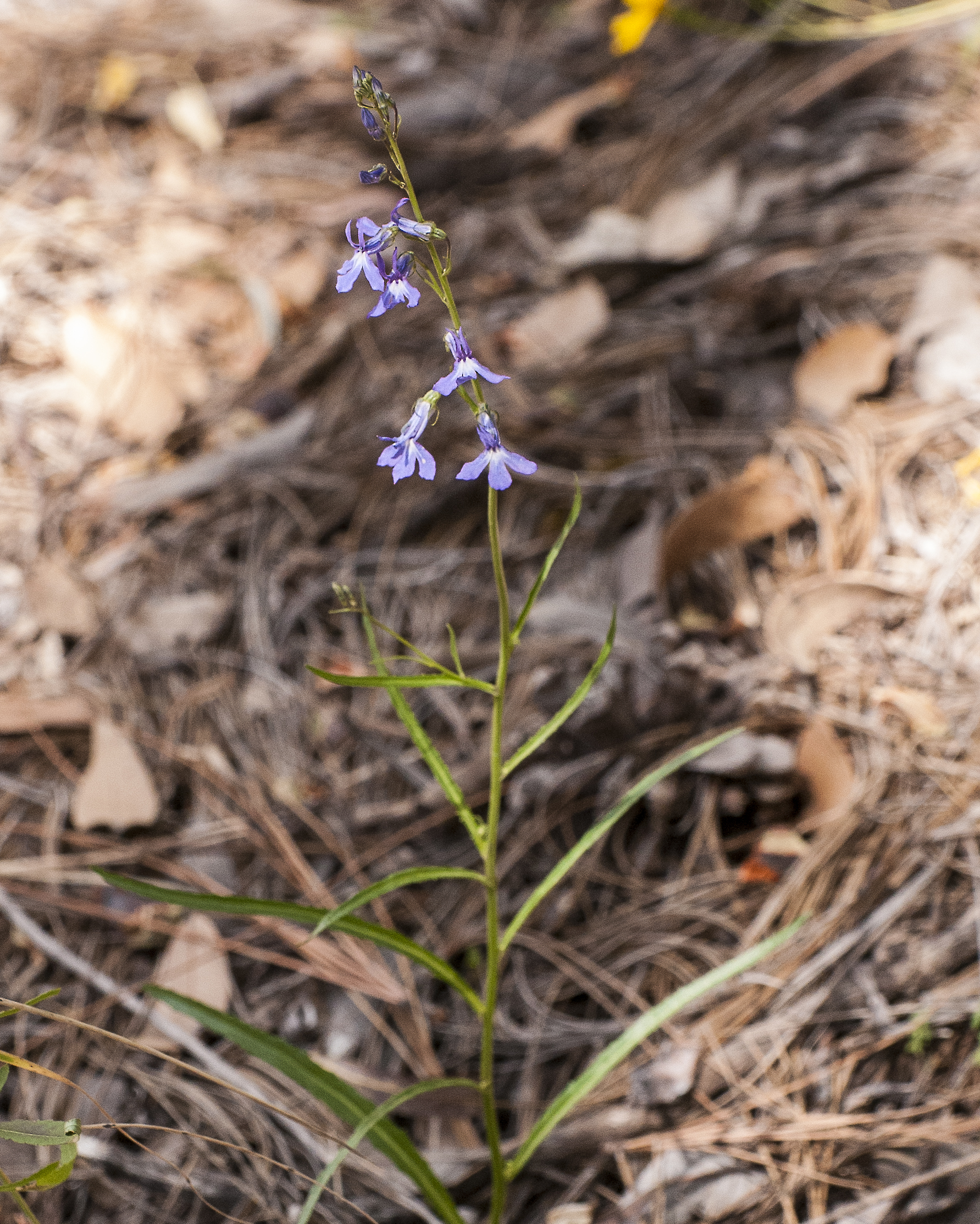 Apache Lobelia Stem