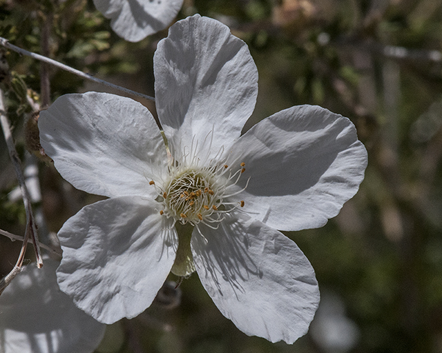 Apache Plume Flower