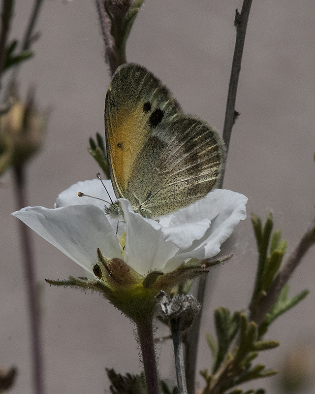 Apache Plume Butterfly