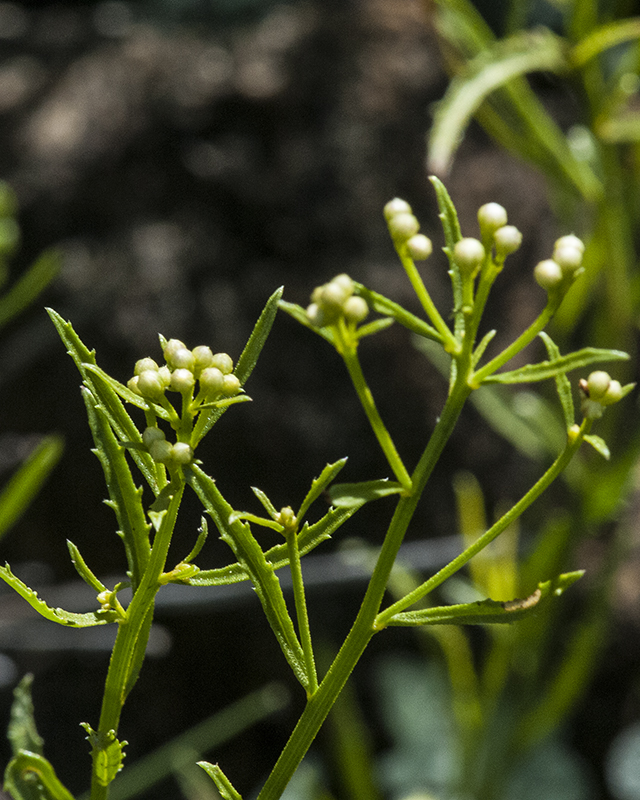 Arizona Baccharis Leaves