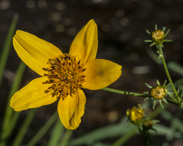 Arizona Beggarticks Flower
