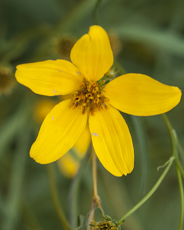 Arizona Beggarticks Flower