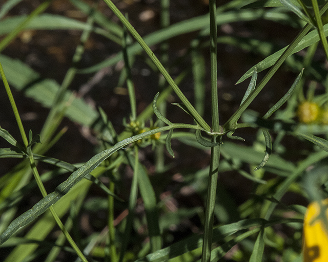 Arizona Beggarticks Leaves