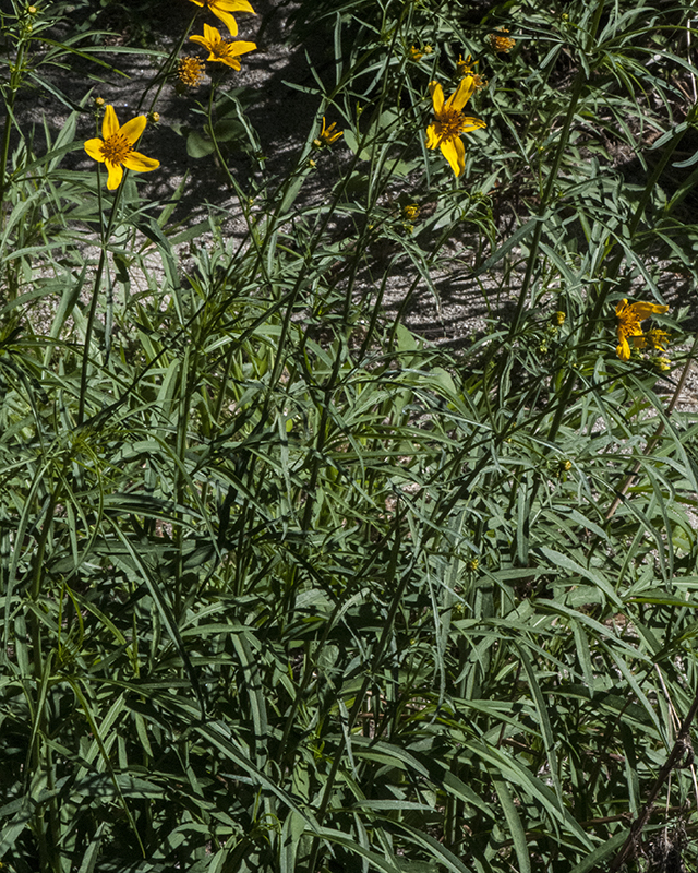 Arizona Beggarticks Plant