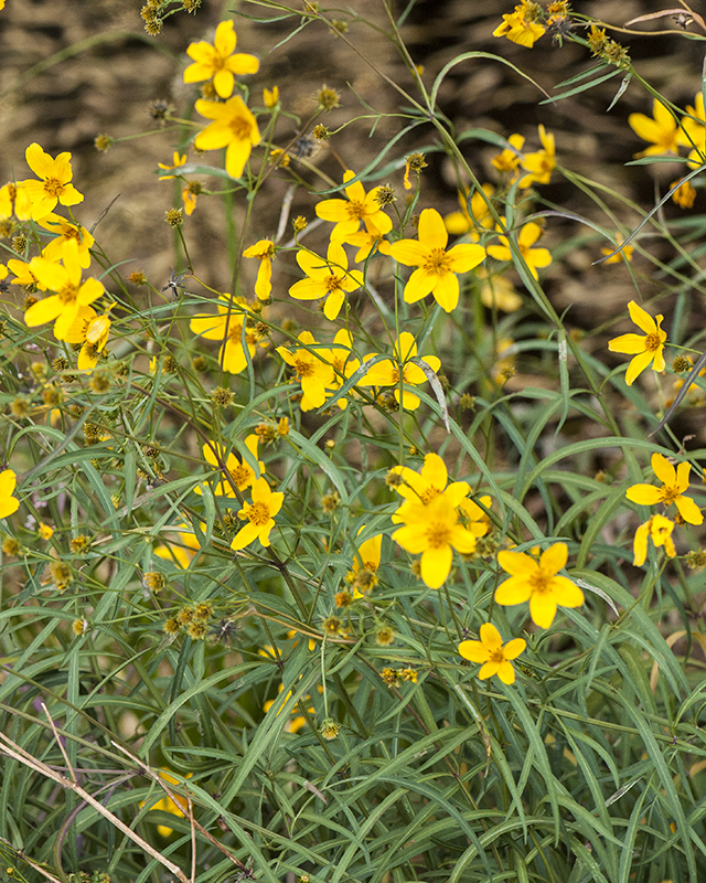 Arizona Beggarticks Plant