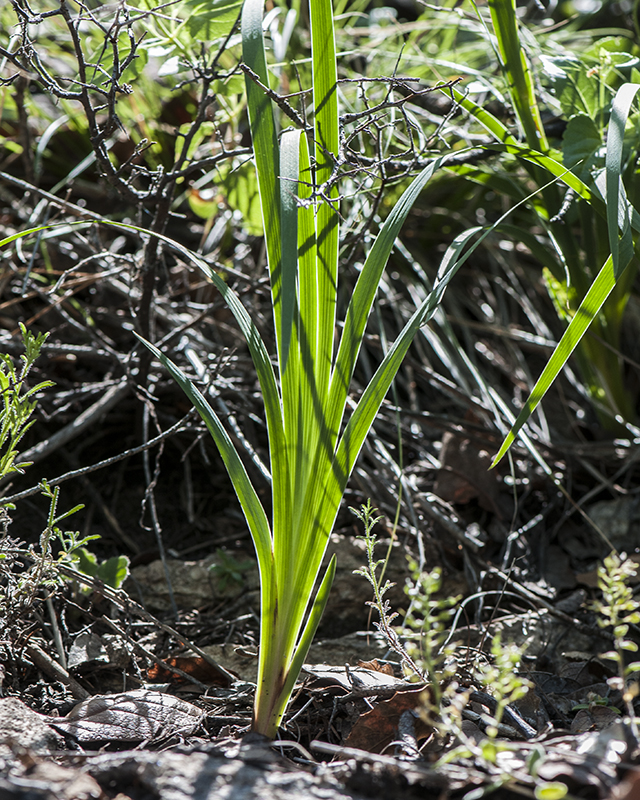 Arizona Blue-eyed Grass Plant