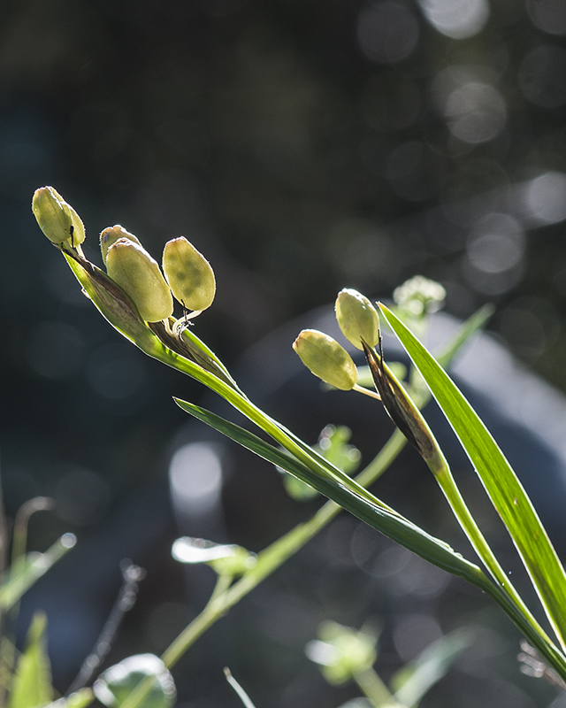 Arizona Blue-eyed Grass Seed