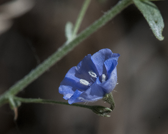 Arizona Blue Eyes Flower