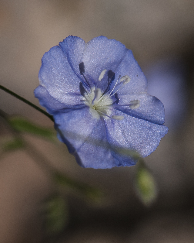 Arizona Blue Eyes Flower