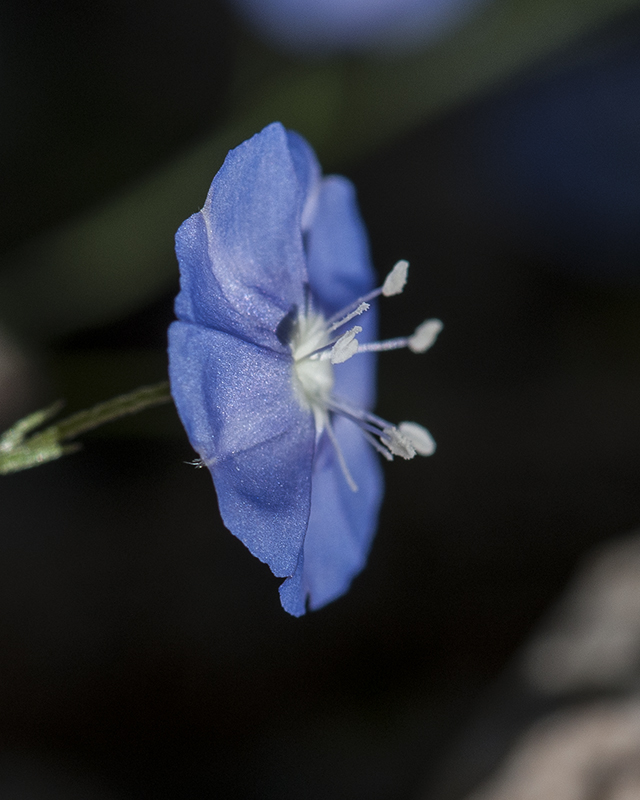 Arizona Blue Eyes Flower