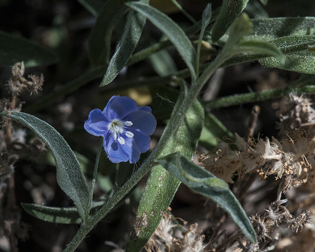 Arizona Blue Eyes Leaves