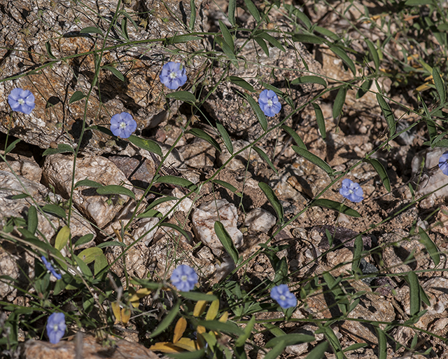 Arizona Blue Eyes Leaves