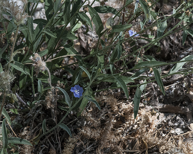 Arizona Blue Eyes Plant
