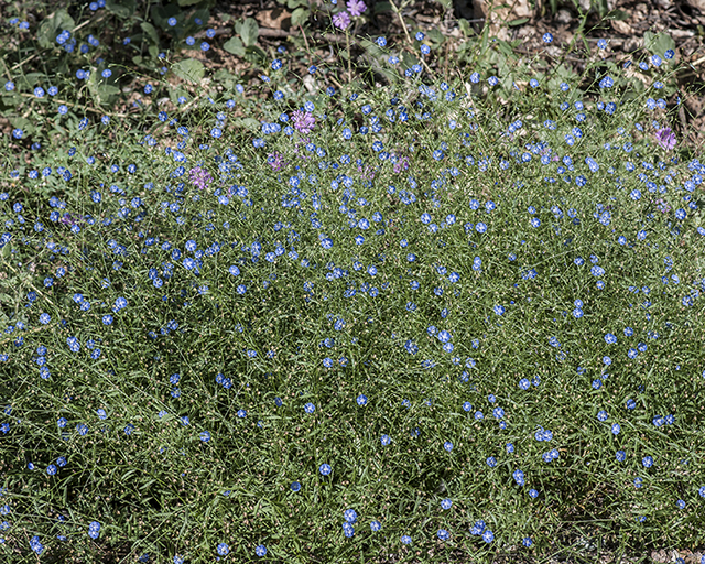 Arizona Blue Eyes Plant