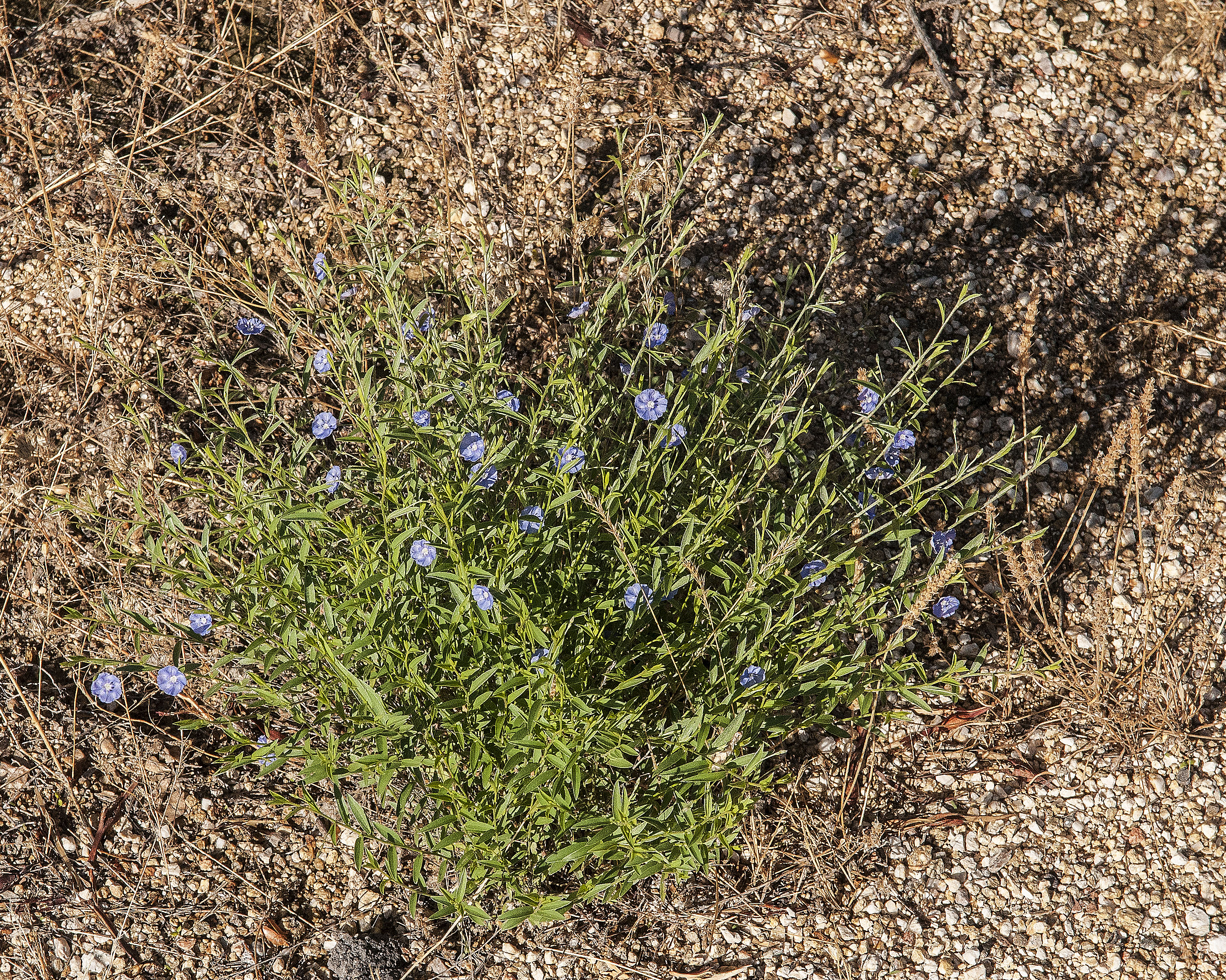 Arizona Blue Eyes Plant