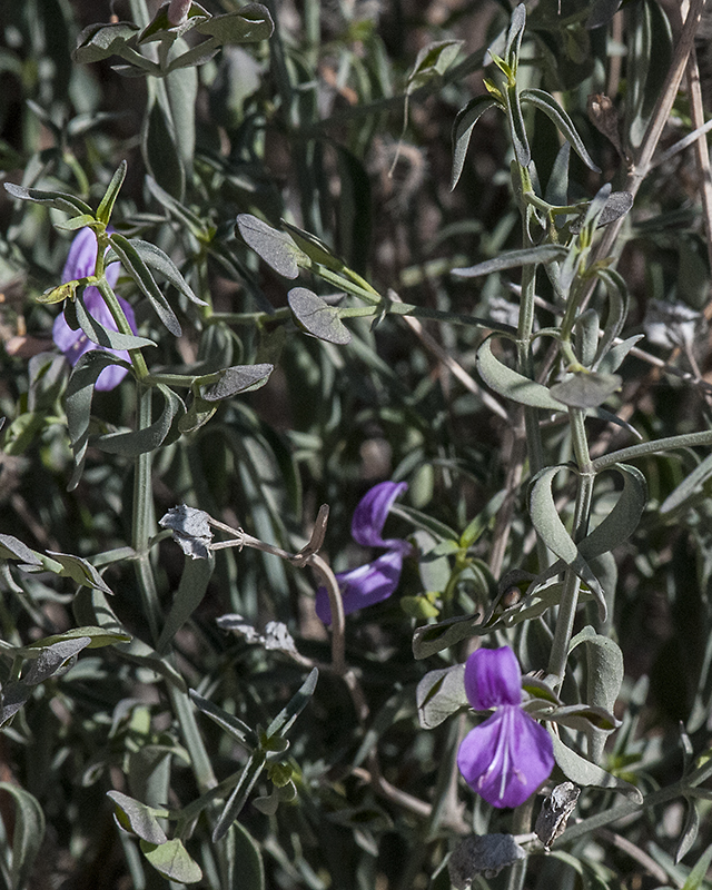 Arizona Foldwing Leaves