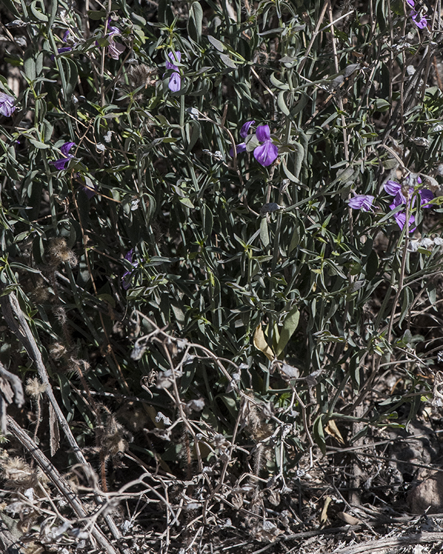 Arizona Foldwing Plant