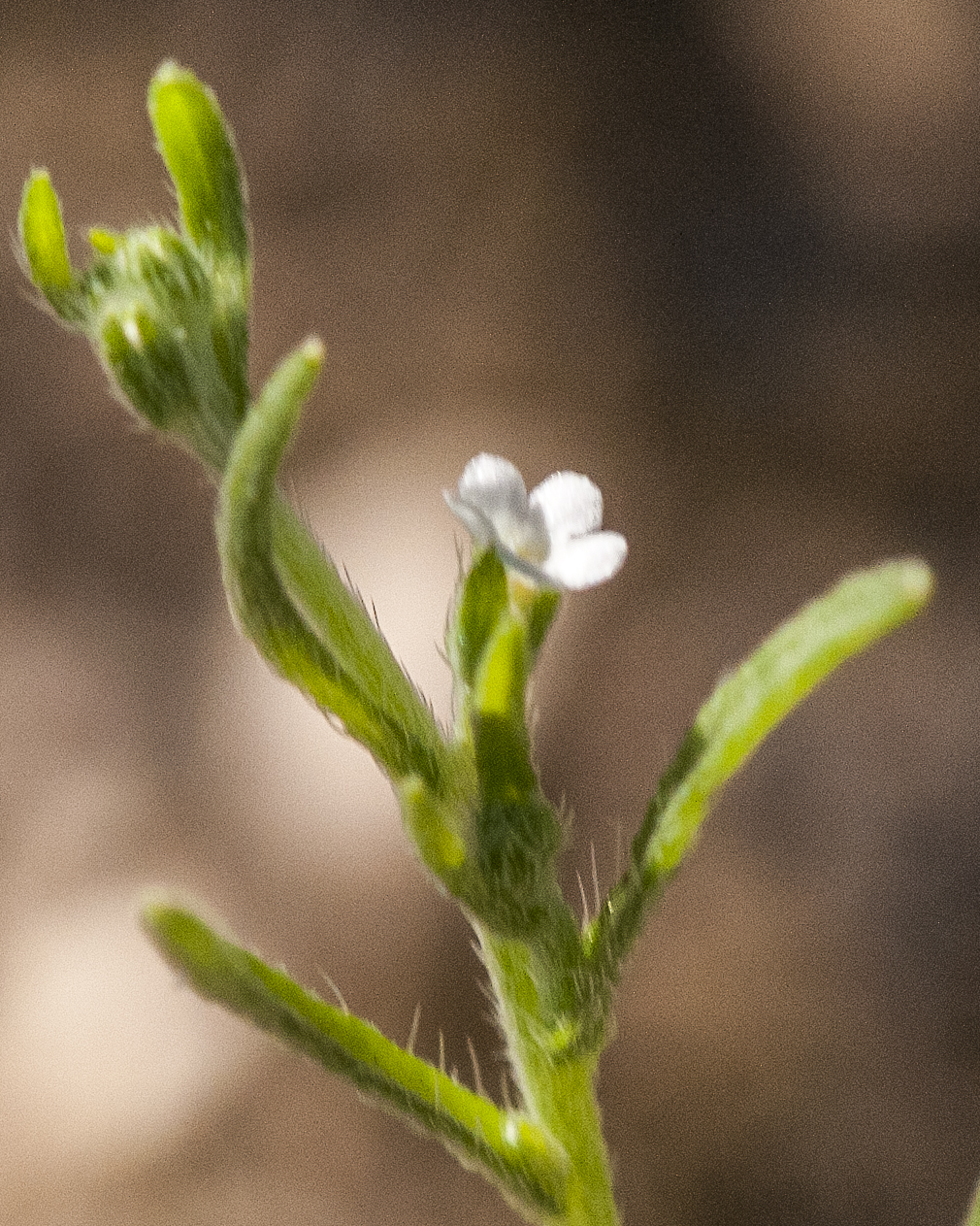 Arizona Grapplinghook Flower