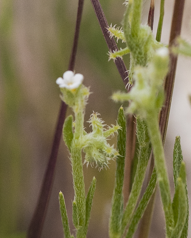 Arizona Grapplinghook Flower