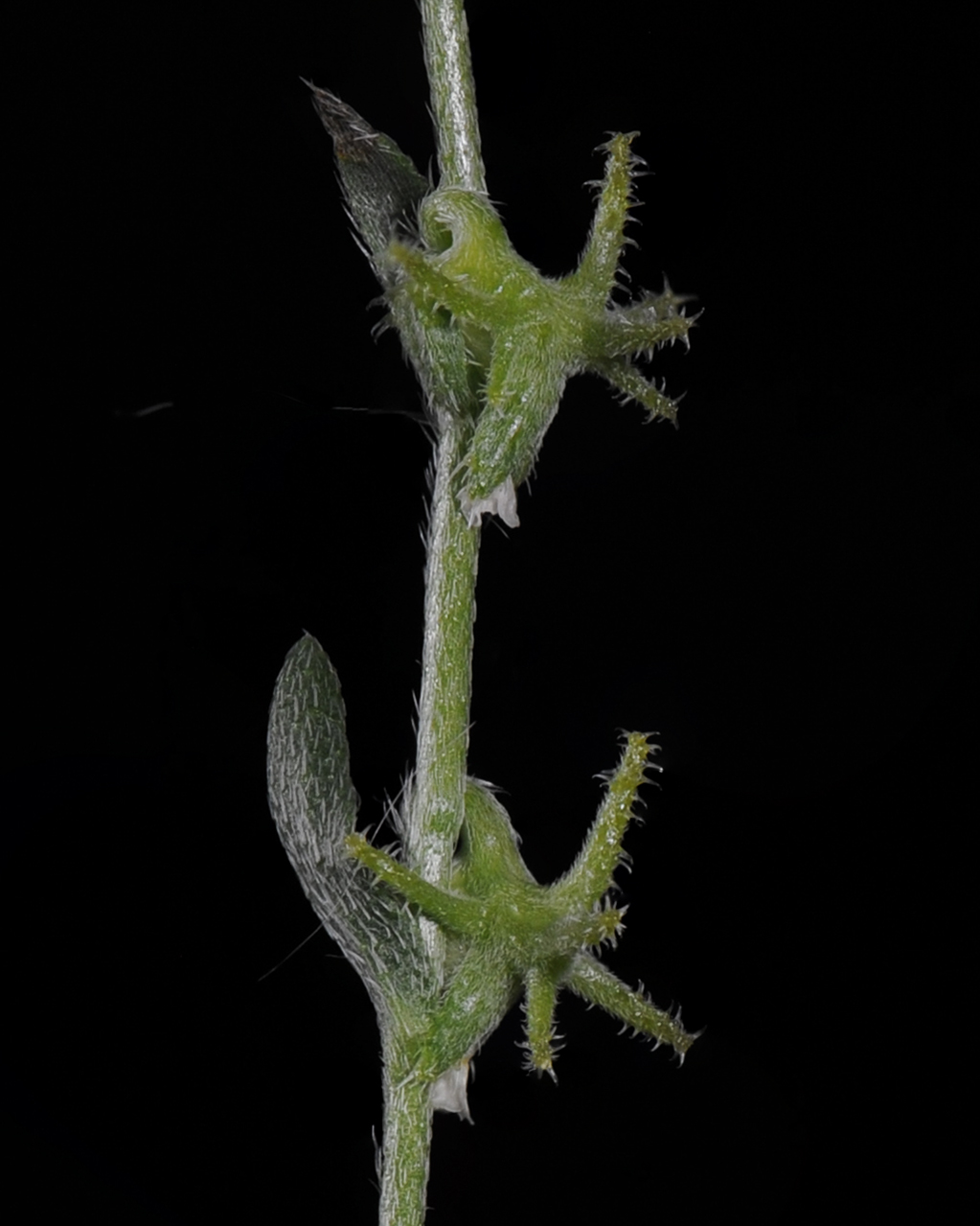 Arizona Grapplinghook Fruit