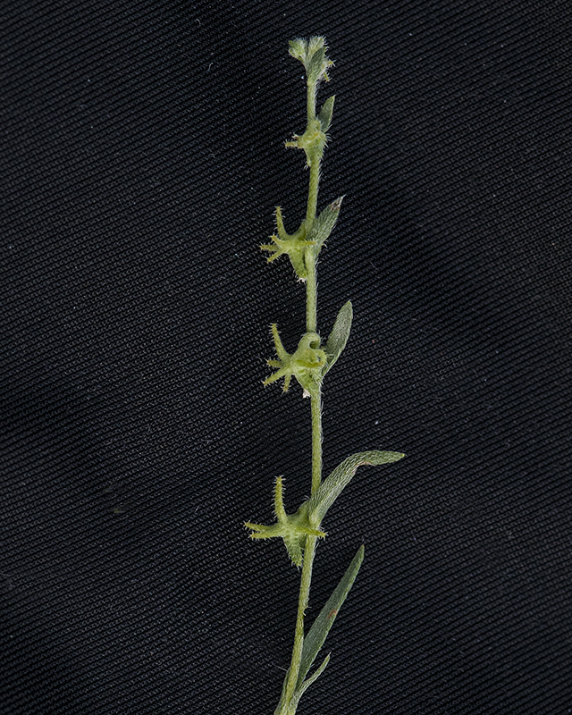 Arizona Grapplinghook Fruit