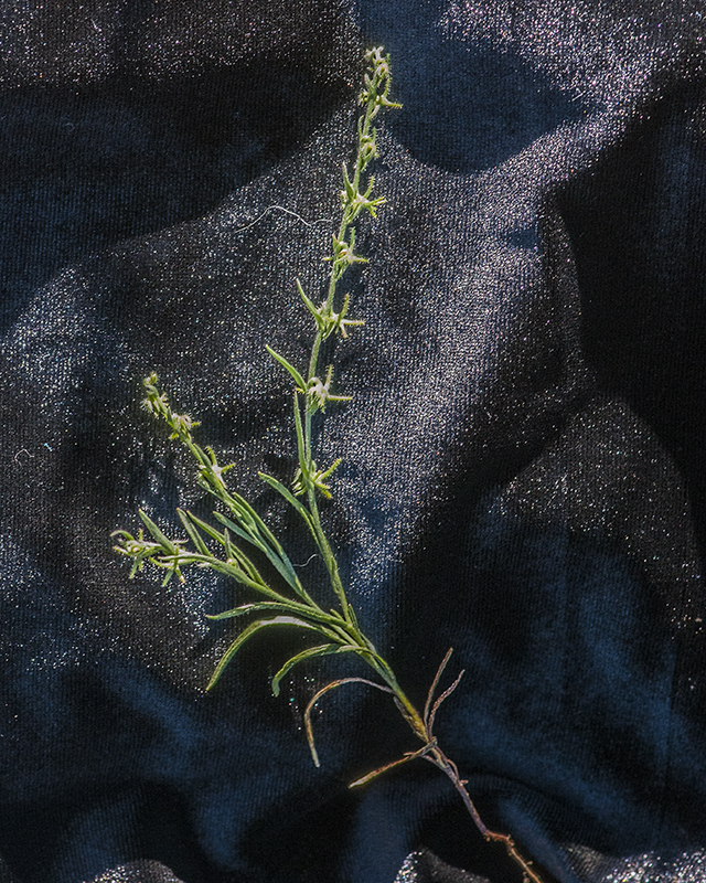 Arizona Grapplinghook Plant