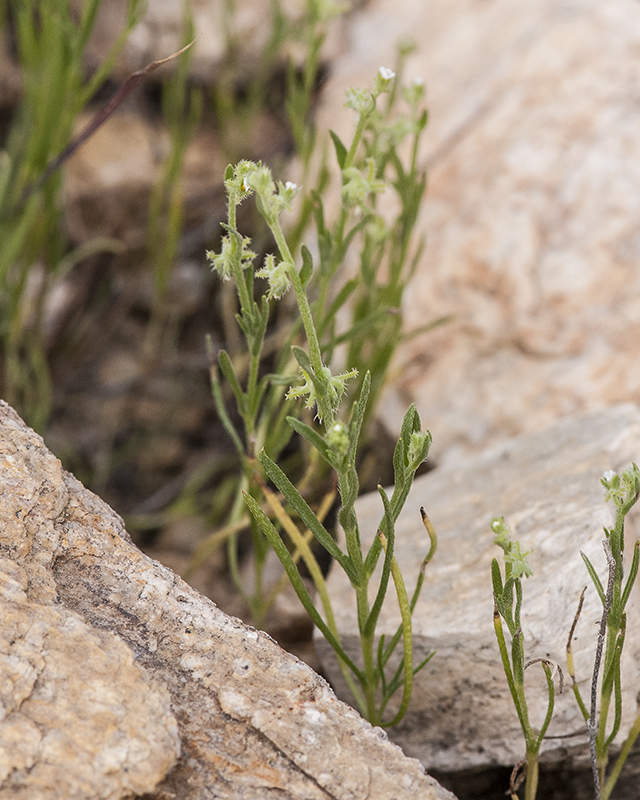 Arizona Grapplinghook Stem