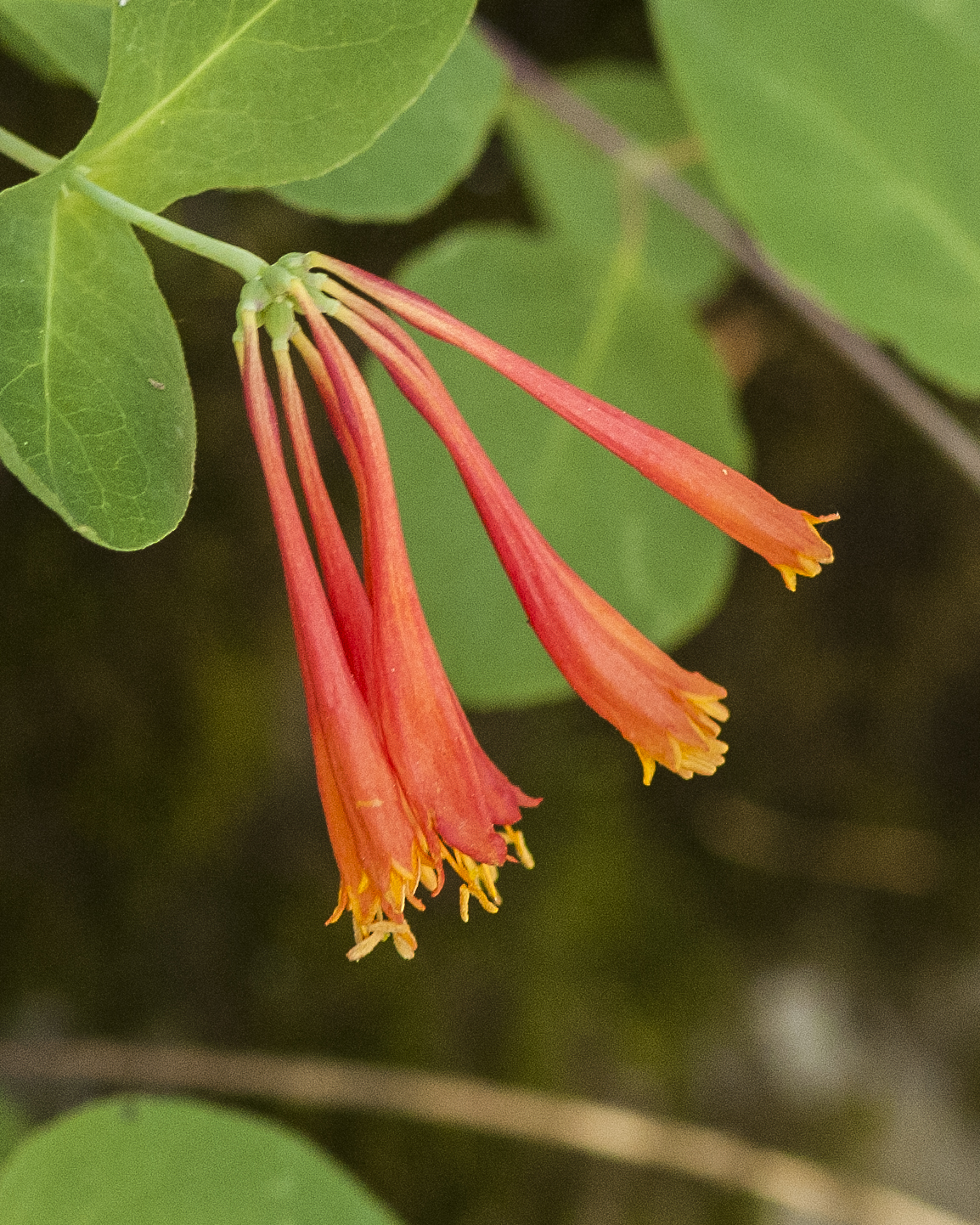Arizona Honeysuckle Flowers
