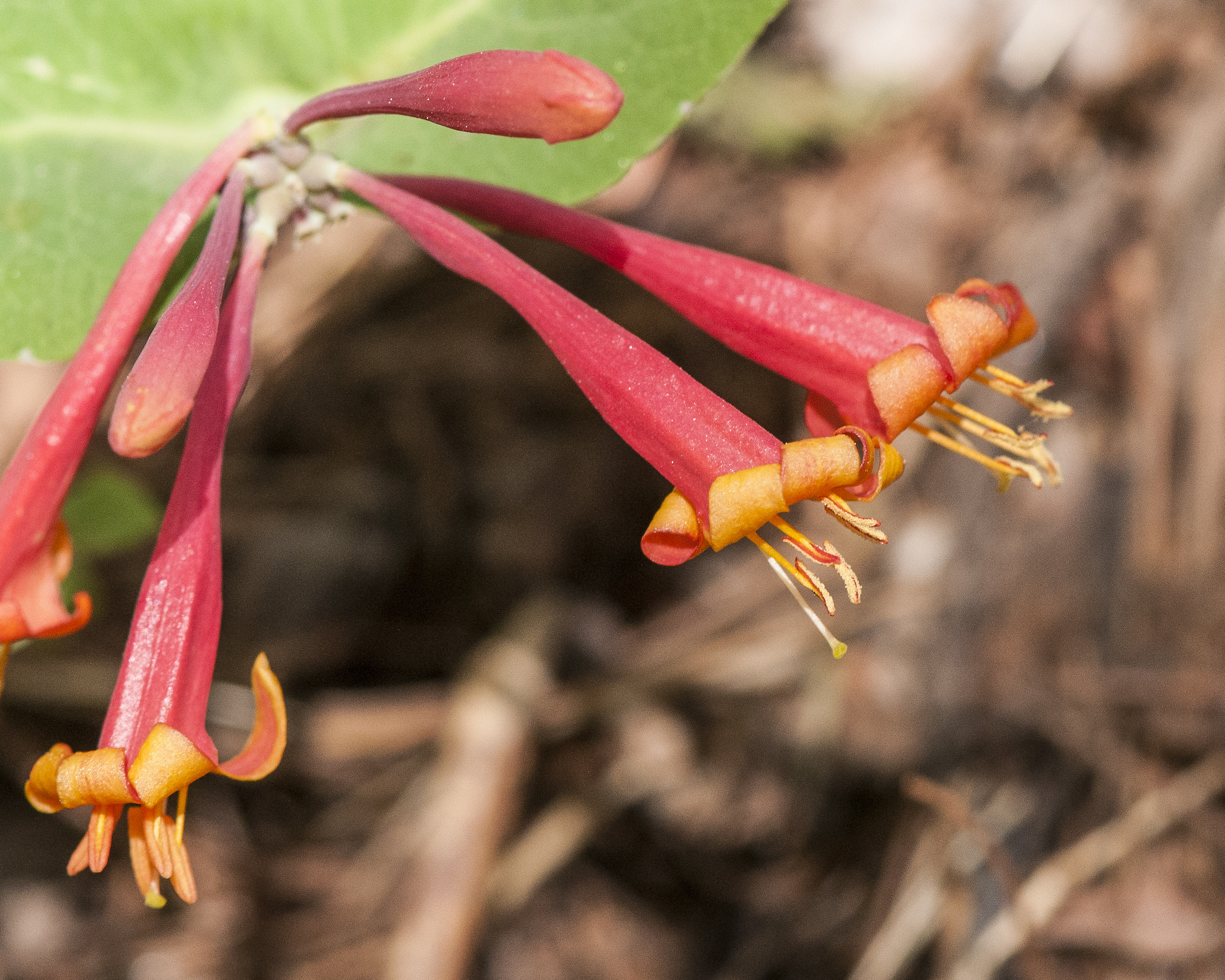 Arizona Honeysuckle Flowers