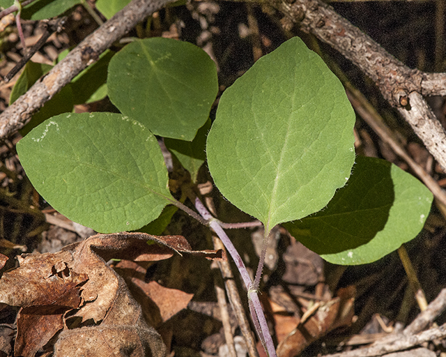 Arizona Honeysuckle Leaves