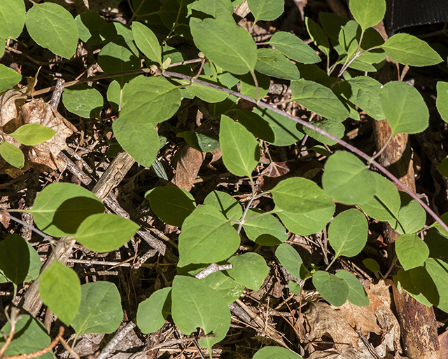 Arizona Honeysuckle Plant