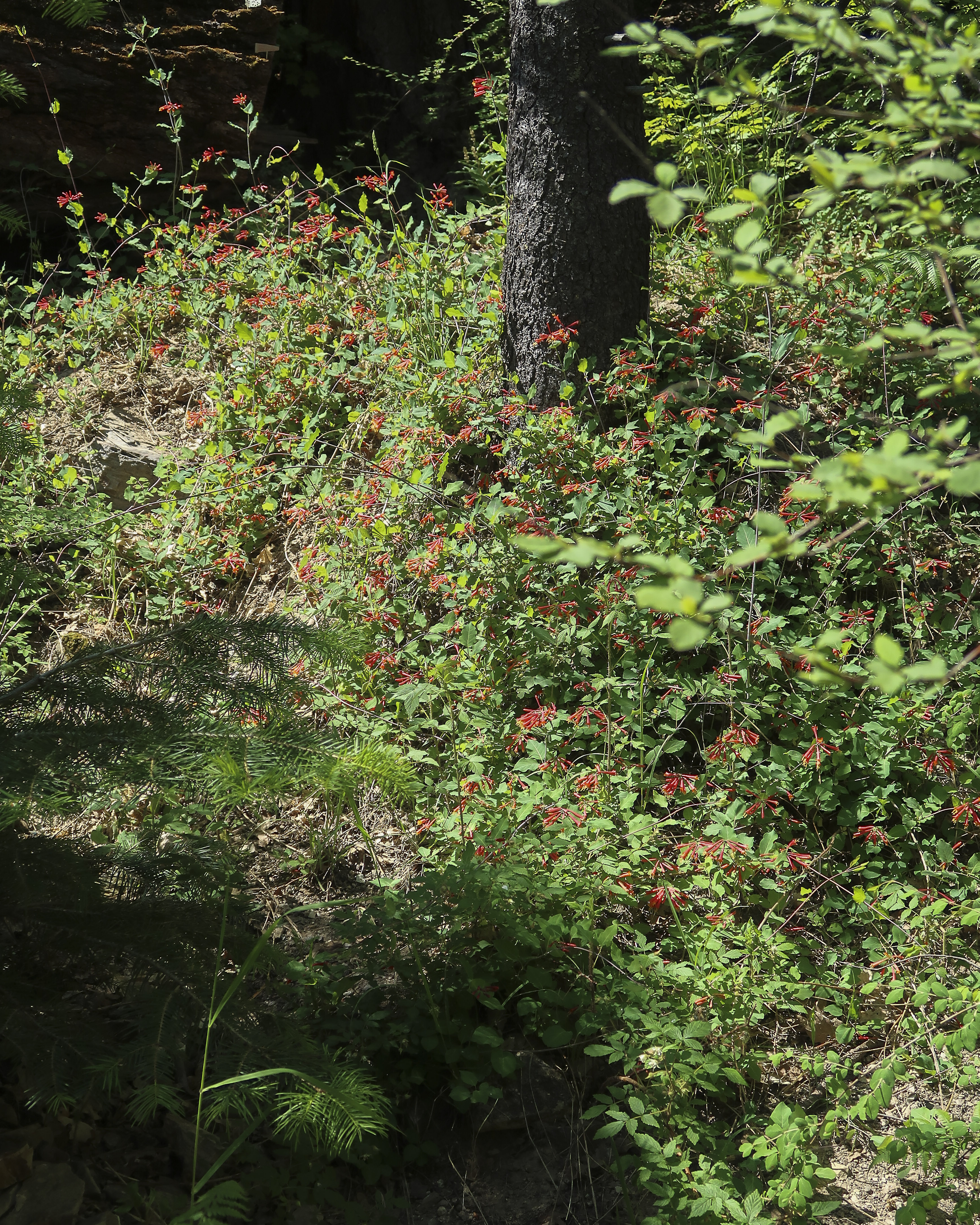 Arizona Honeysuckle Plant