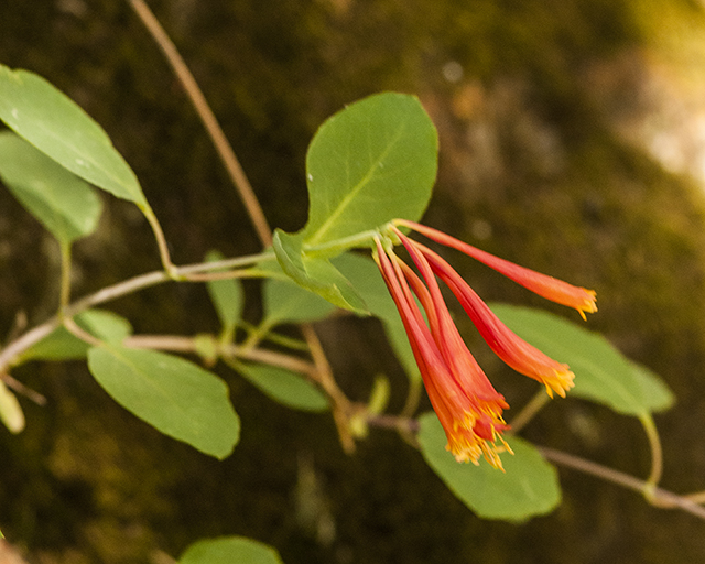 Arizona Honeysuckle Stem