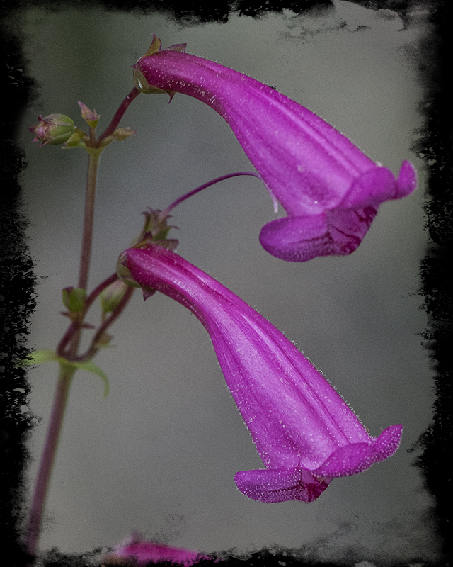 Arizona Penstemon Flower