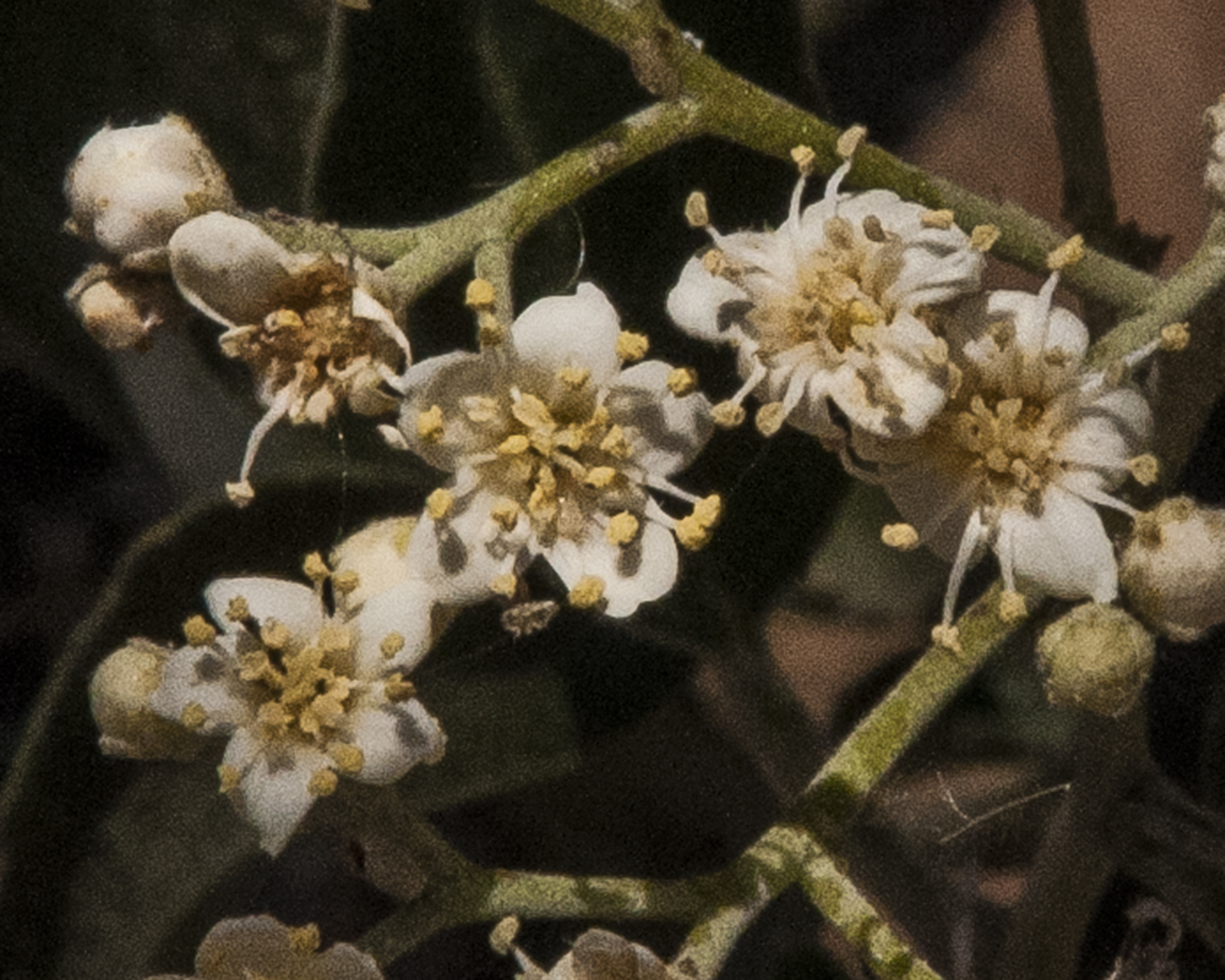 Arizona Rosewood Flower