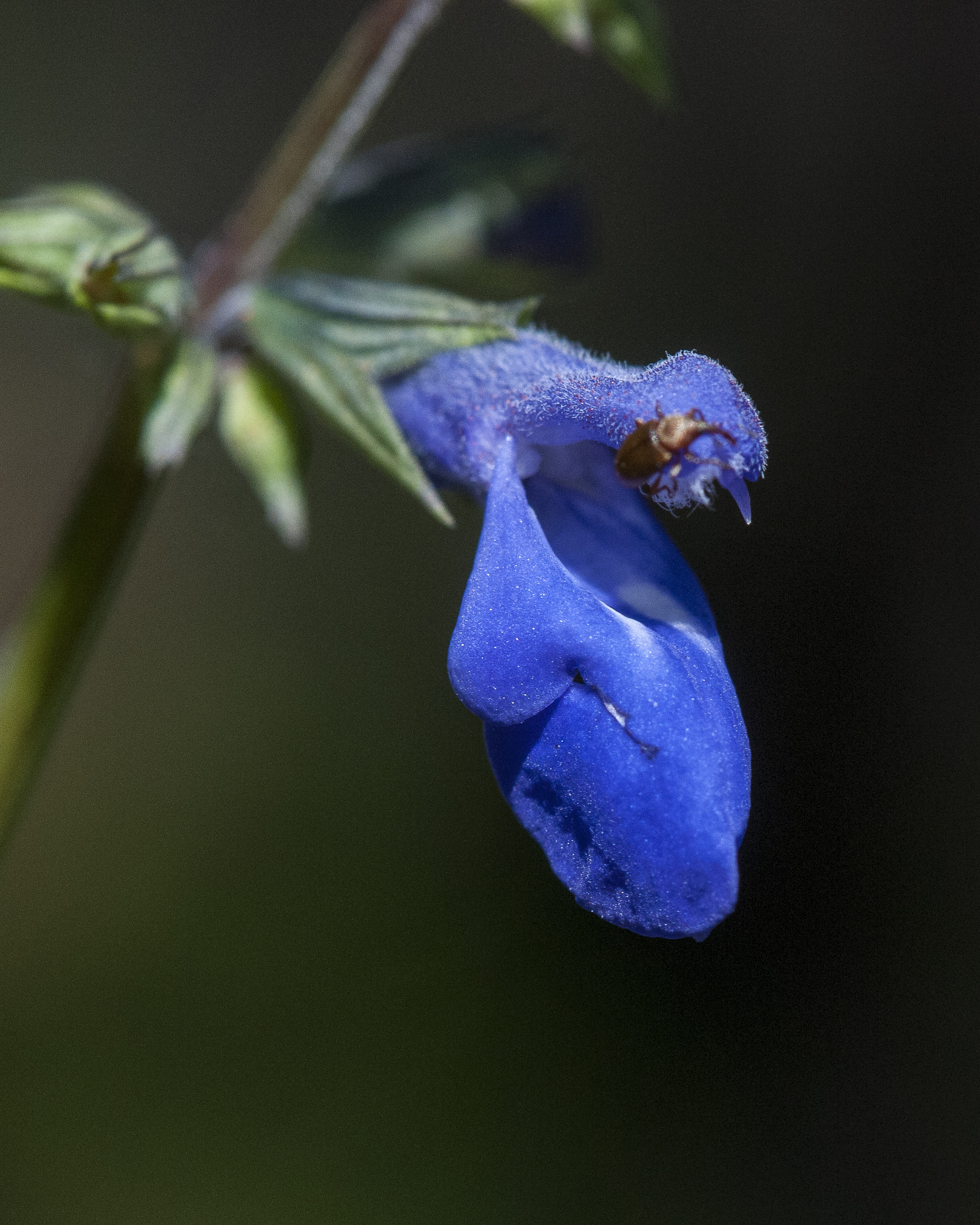 Arizona Sage Flower