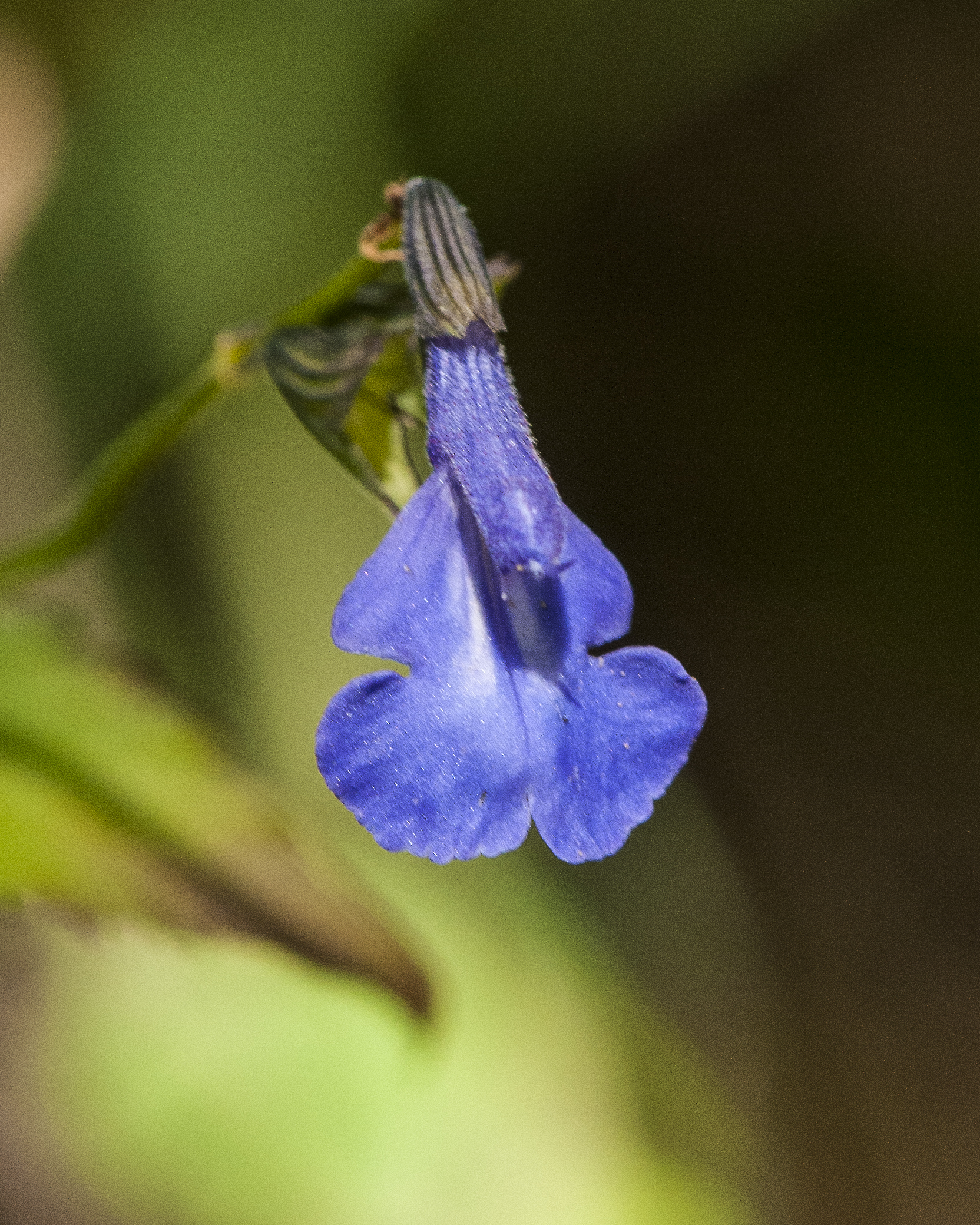 Arizona Sage Flower