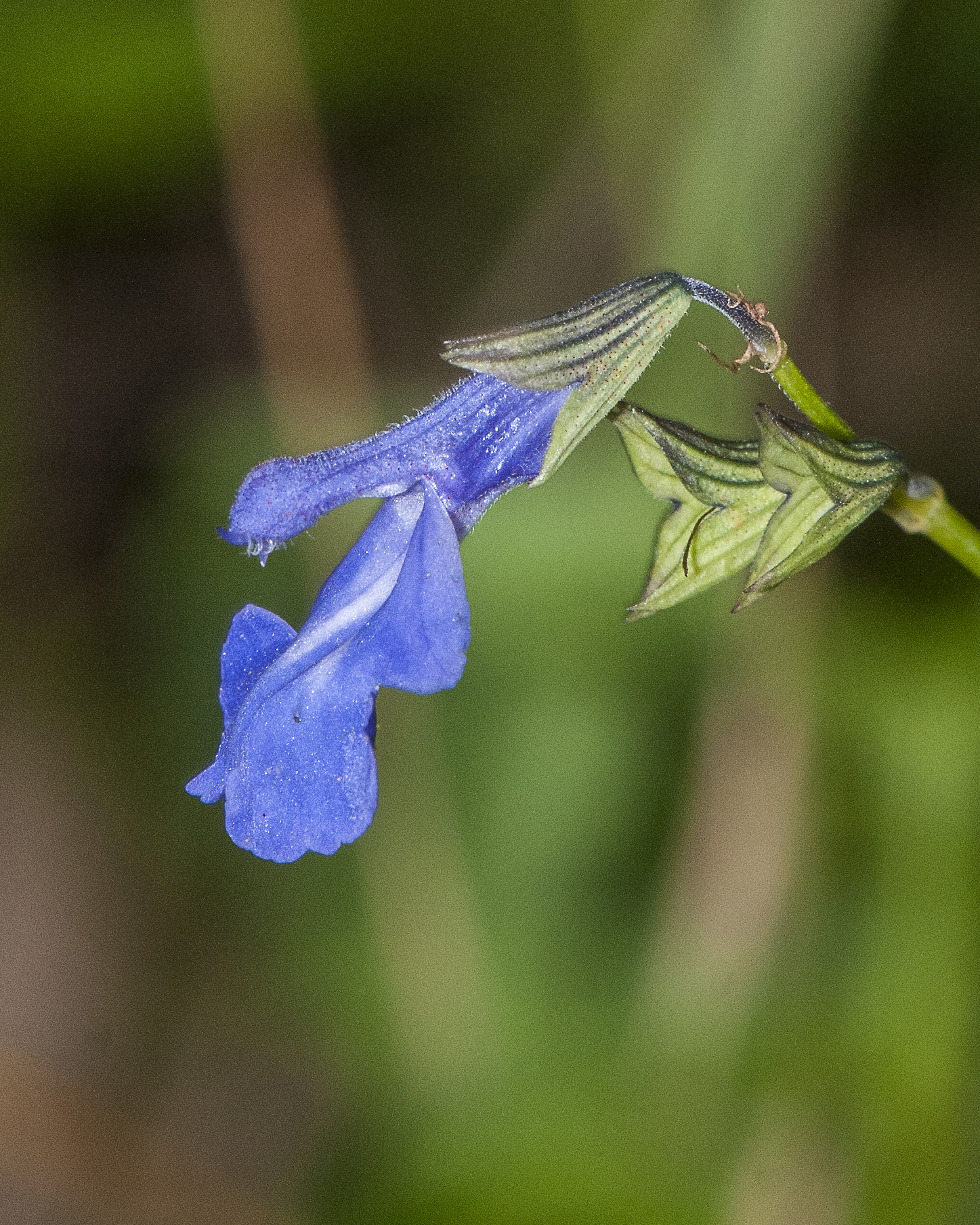 Arizona Sage Flower