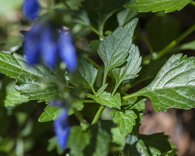 Arizona Sage Leaves