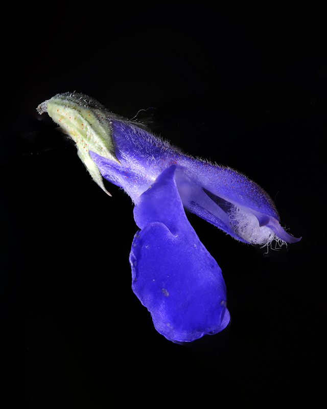 Arizona Sage Flower