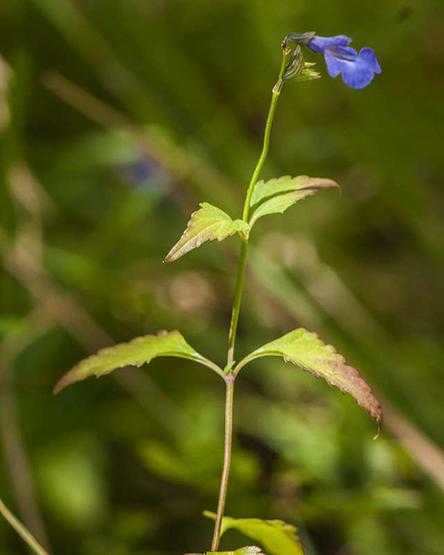 Arizona Sage Stem