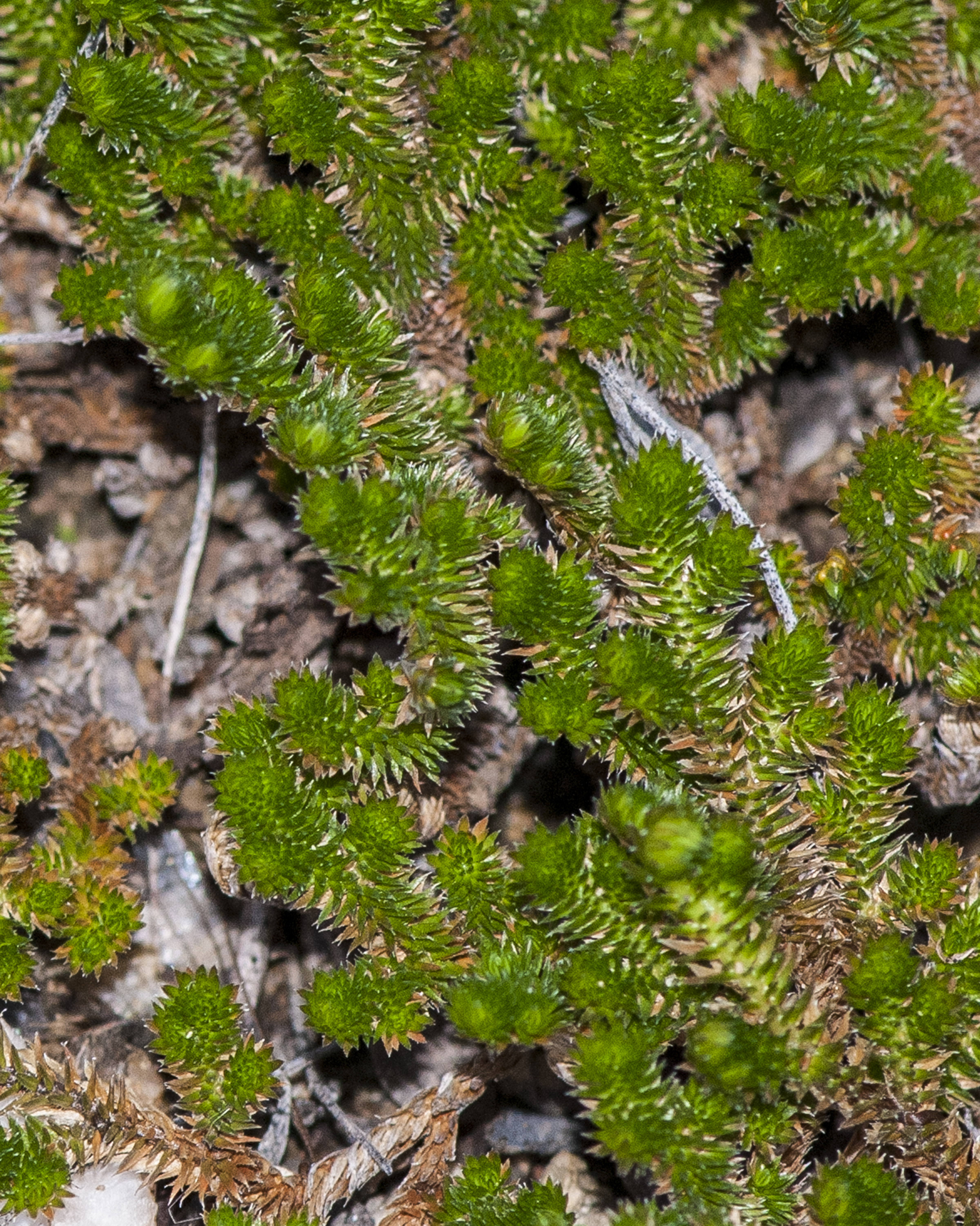 Arizona Spikemoss Stem