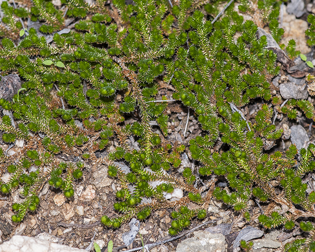 Arizona Spikemoss Plant