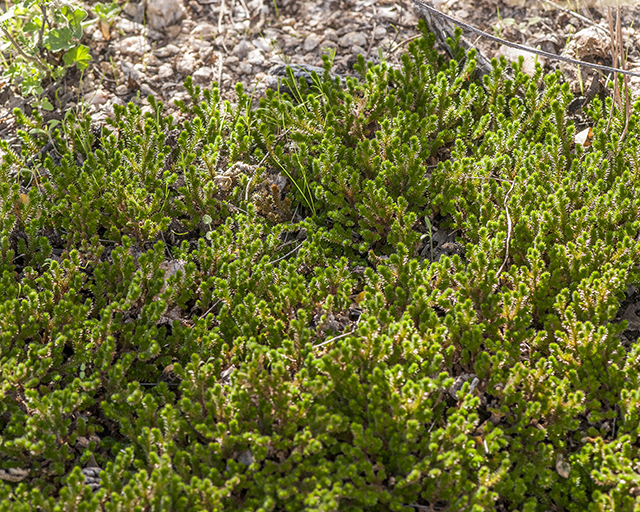 Arizona Spikemoss Plant