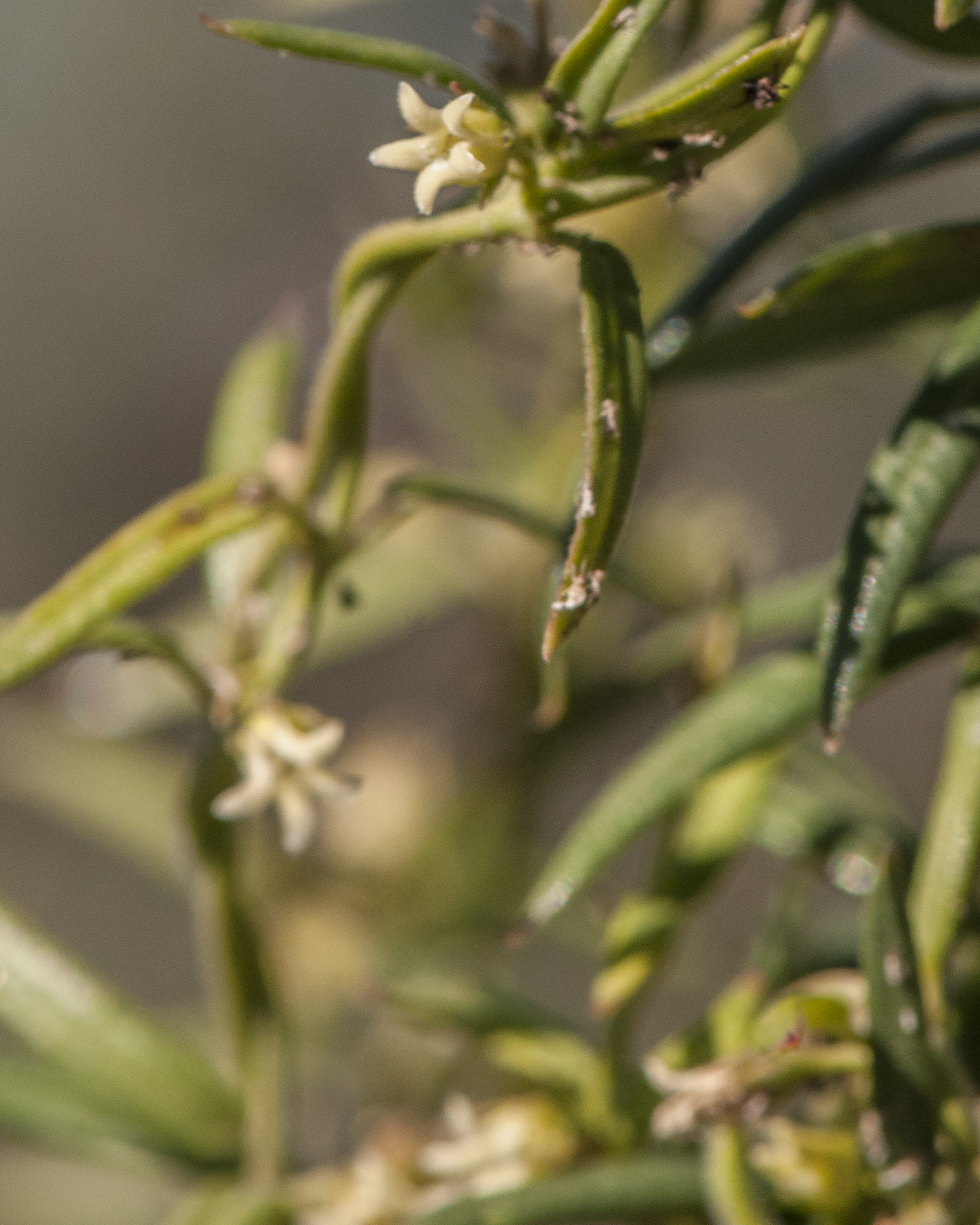 Arizona Swallowwort Flower