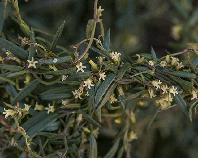 Arizona Swallowwort Vine