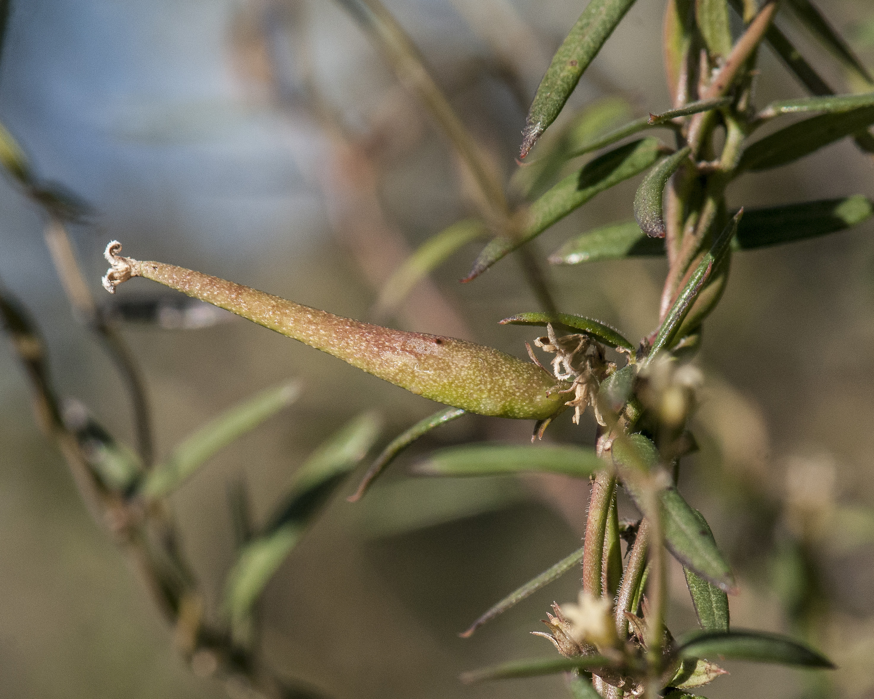 Arizona Swallowwort Fruit