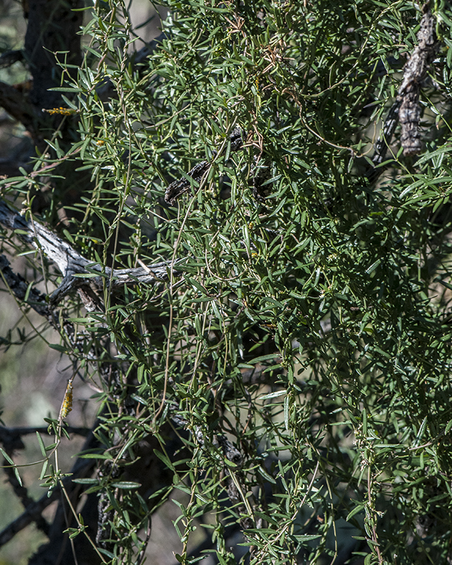 Arizona Swallowwort Plant