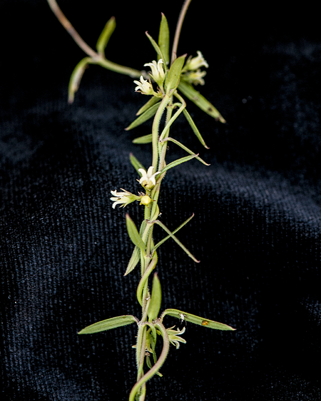 Arizona Swallowwort Stem