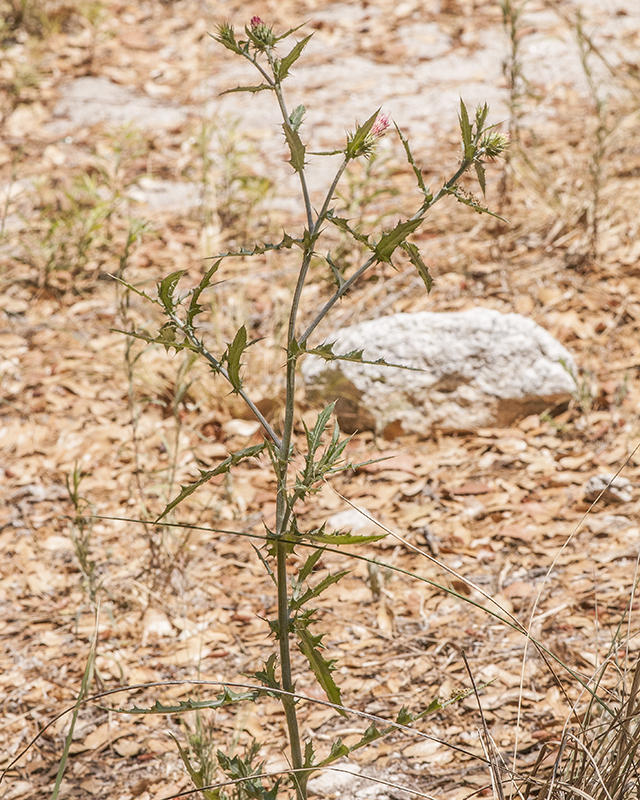 Arizona Thistle Plant